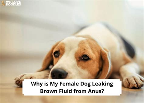 why is my female dog leaking brown fluid from anus|Why is My Female Dog Leaking Brown Fluid From Anus